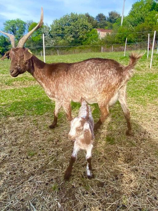Вілла Tiny Liloumaca Coeur Ste Baume Plan d'Aups Екстер'єр фото